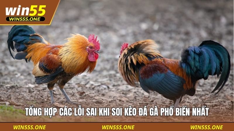 Lỗi sai khi soi kèo đá gà
